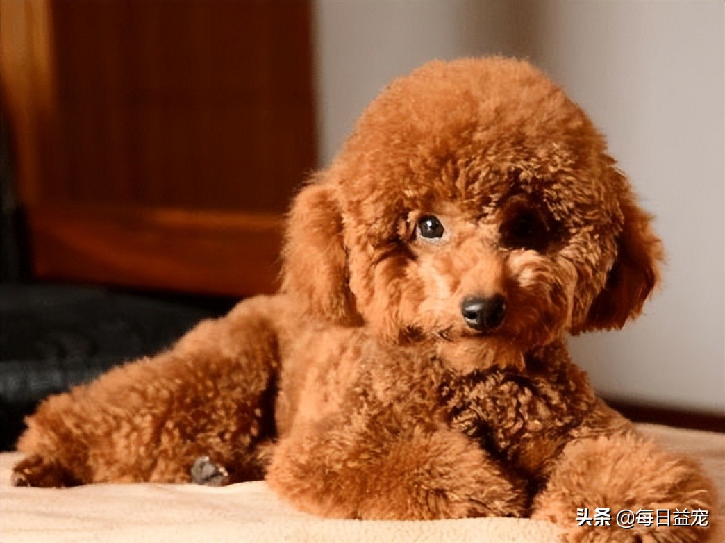 泰迪犬也会有压力的！这些行为是在提醒你，它的压力很大