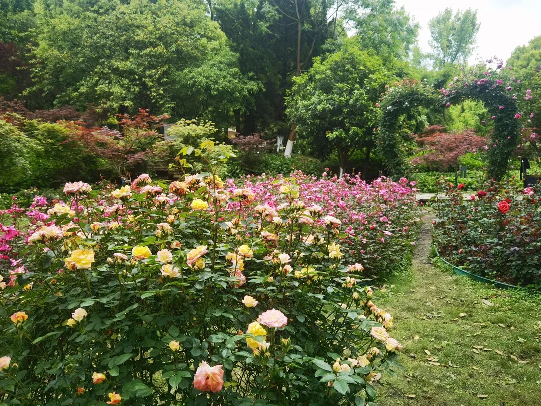 必去的花溪公园,假期余额不足游玩依旧火热