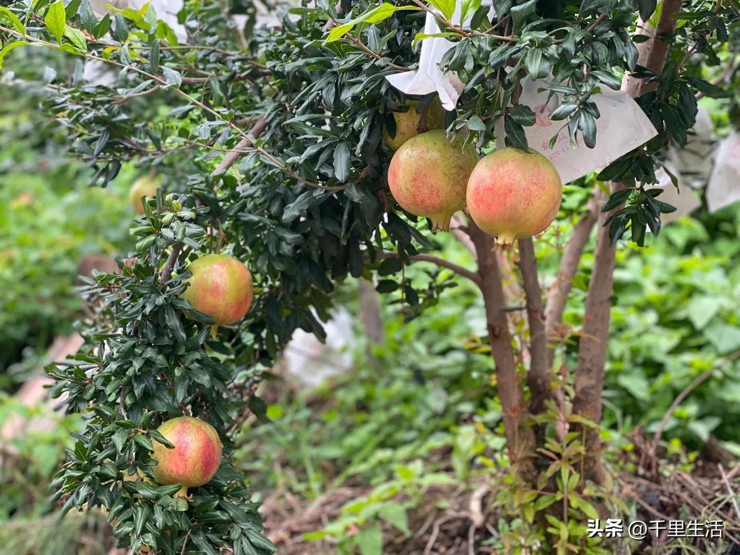 突尼斯软籽石榴超级好吃,突尼斯软籽石榴不用吐籽就能吃