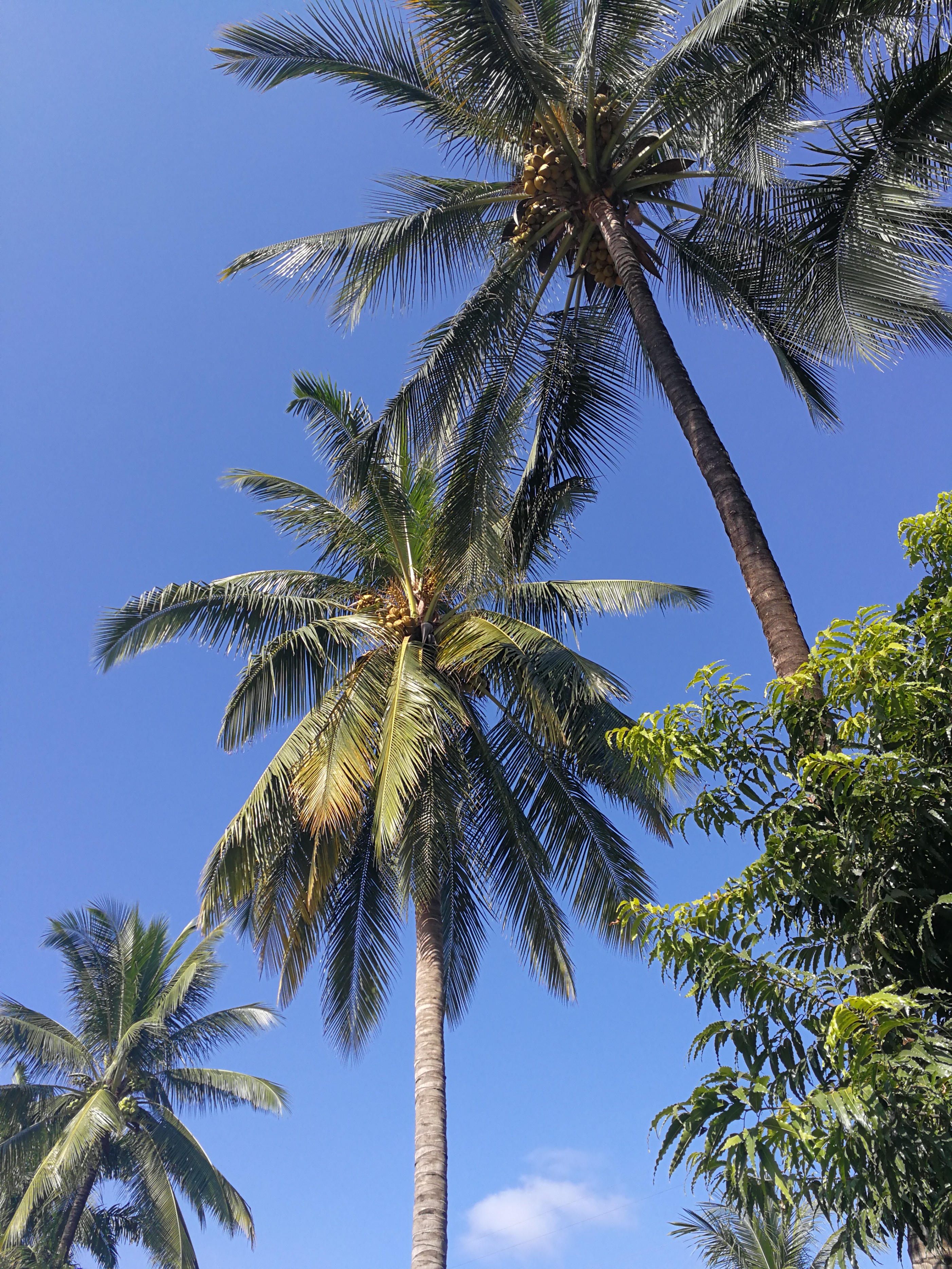 带大家走进美丽的西双版纳,带您走进美丽的西双版纳