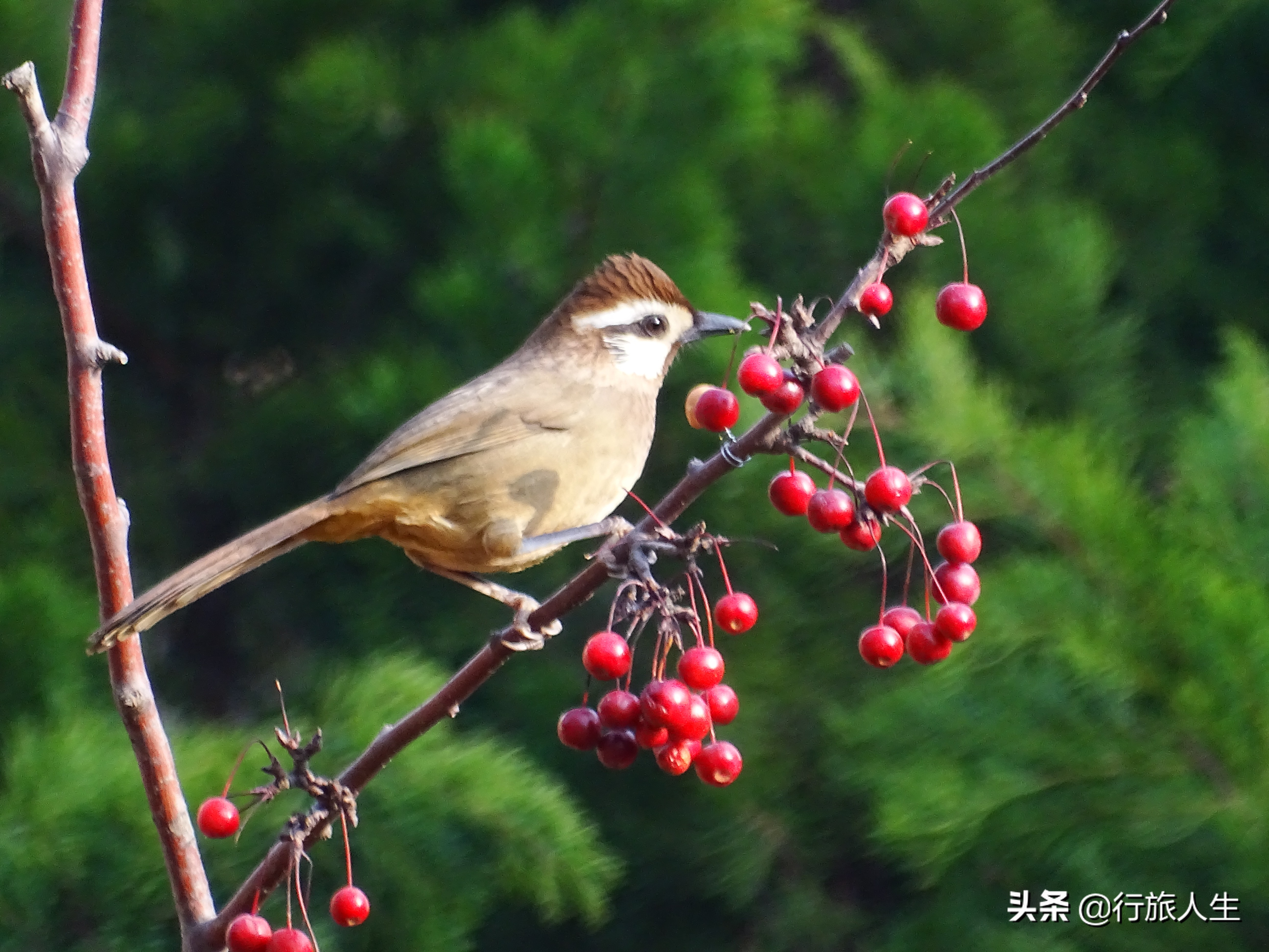 冬日的鸟儿文案,冬日鸟儿在树上图片