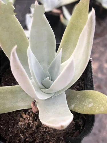 多肉仙女杯喜欢阳光吗,苹果叶仙女杯多肉如何养护