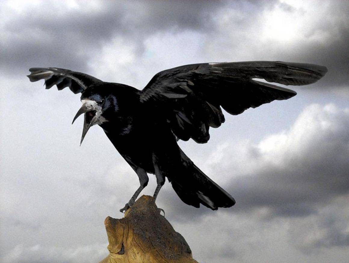 鸟进门有什么讲究,三鸟进宅寓意