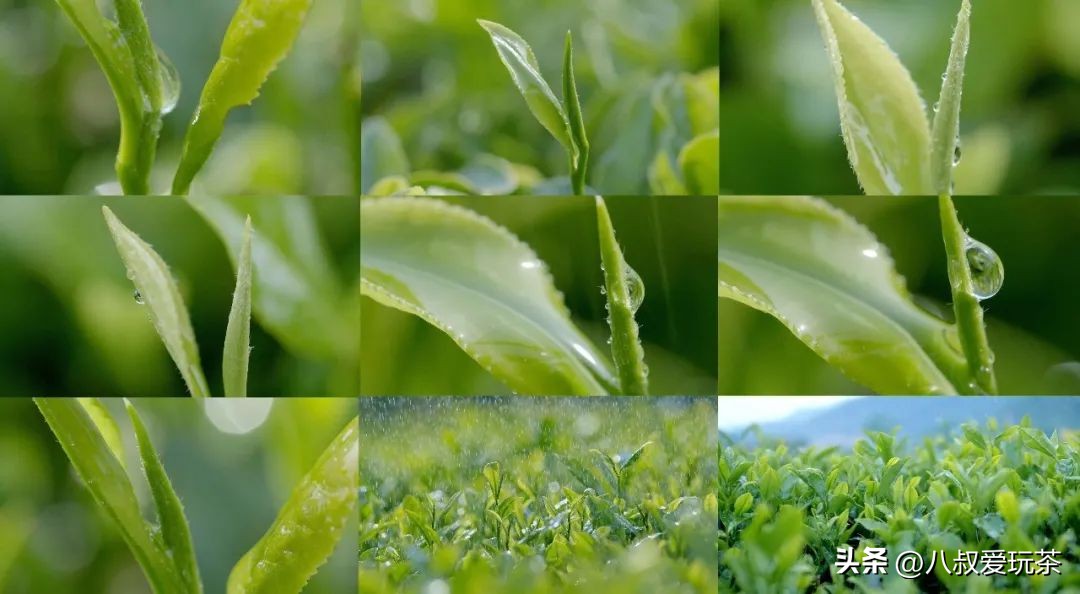 紫砂入门玩家最担心什么,紫砂壶入门选择买什么品牌