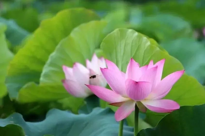 当古诗词遇到秋天有多美,当古诗词遇上莆田方言