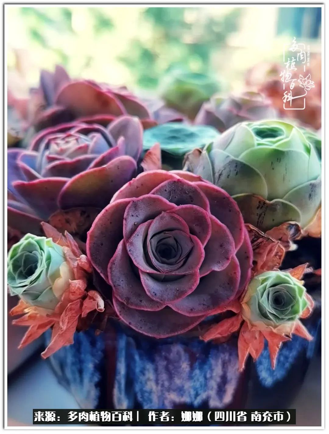 带刺的玫瑰阳台多肉,开花的玫瑰多肉