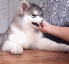 幼犬吃什么牌子的狗粮好经济实惠,幼犬狗粮吃什么牌子好