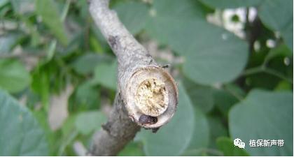 蛀干害虫为害症状识别,什么是蛀干害虫