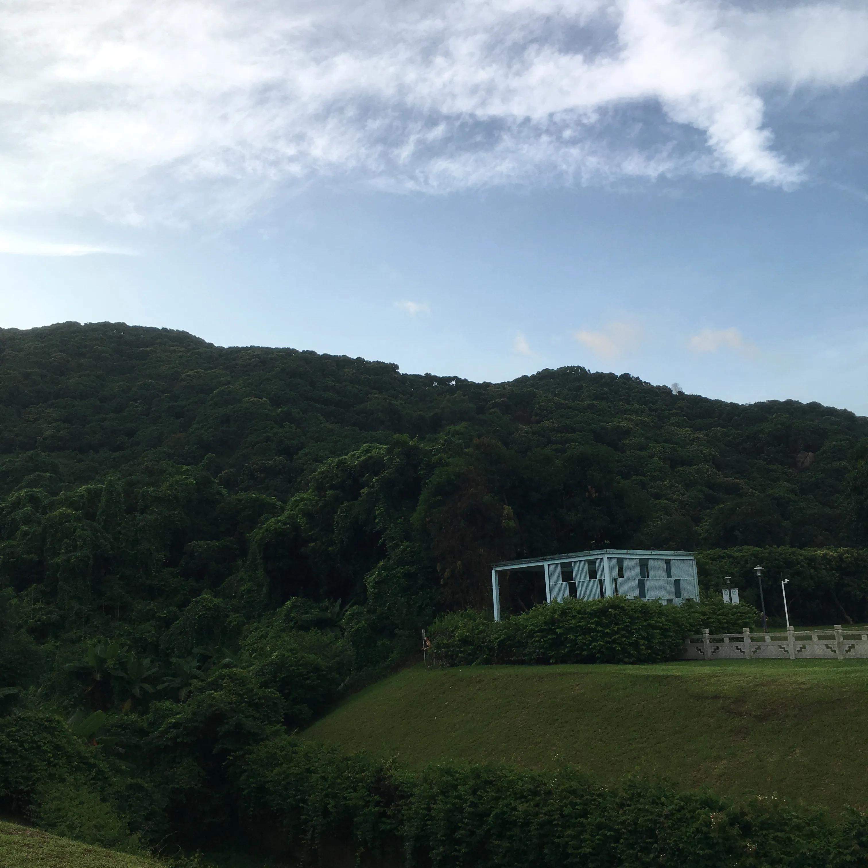 纯种银狐犬出售,纯种银狐犬照片