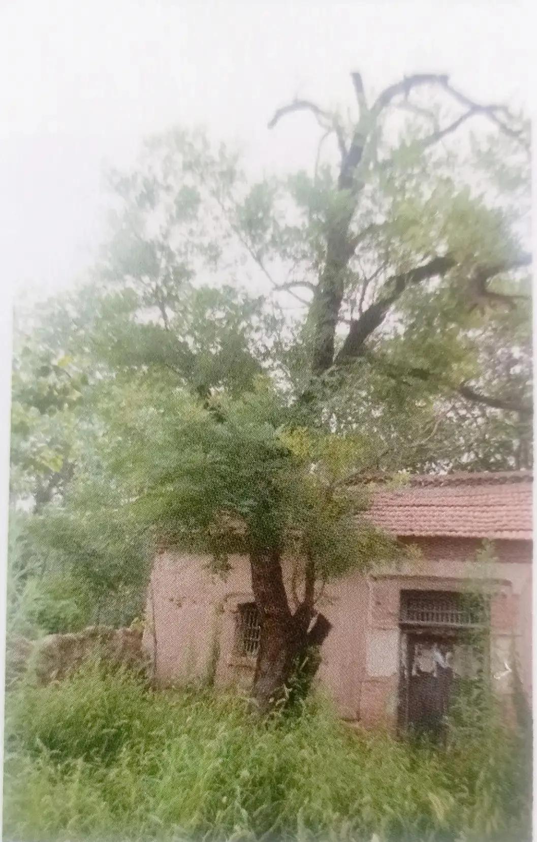 成武县古树,临武县古树