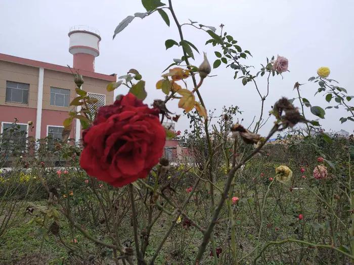 画与景,幼儿长卷画景