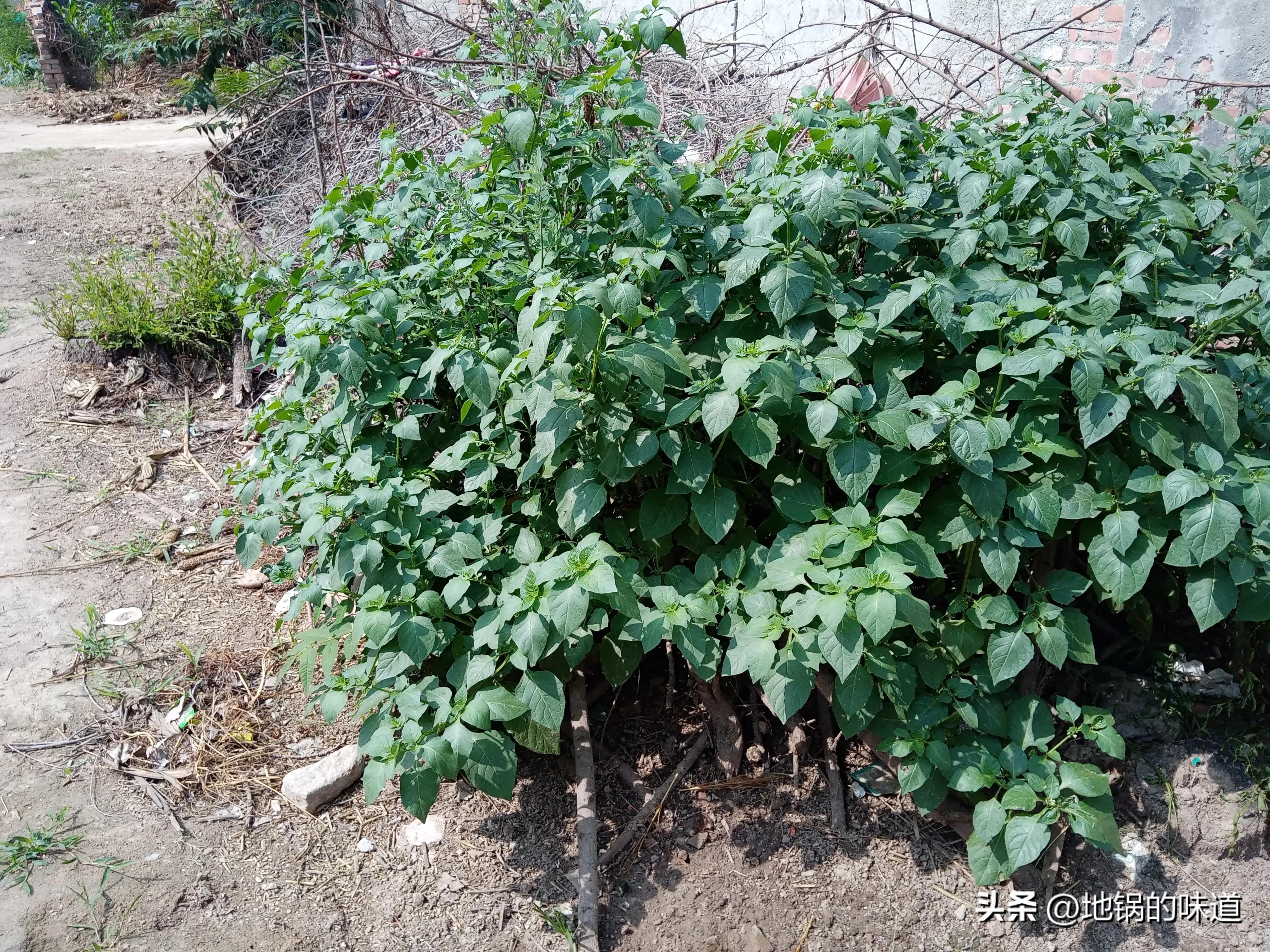 端午节哪天家门挂艾草最好,为啥要在端午节往家里挂艾草