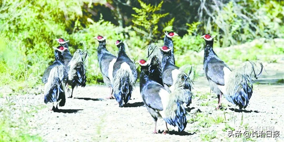 沁河生态景观综合治理,沁源生态修复