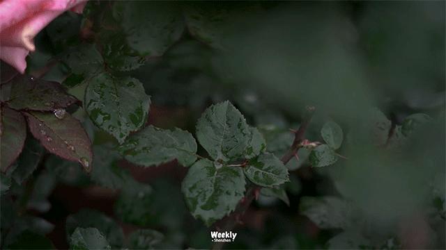 好好走过红荔路，才知道住福田有多让人羡慕