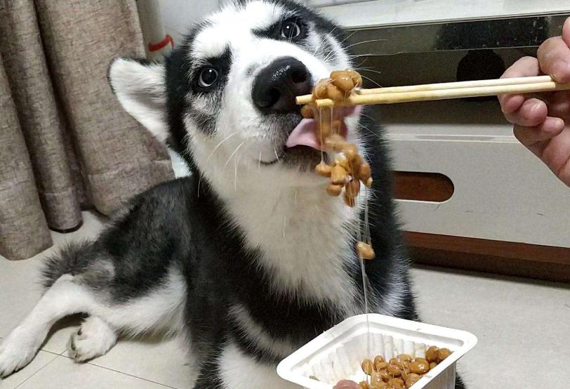 哈士奇西伯利亚雪橇犬,纯种西伯利亚雪橇犬哈士奇