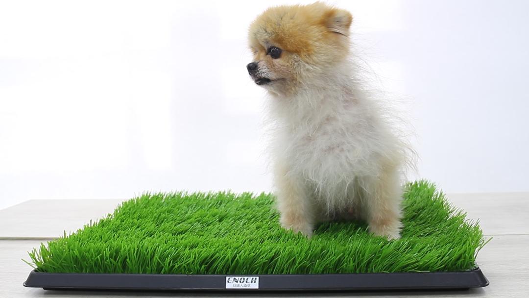 可以养小型宠物的植物盆,以诺宠物