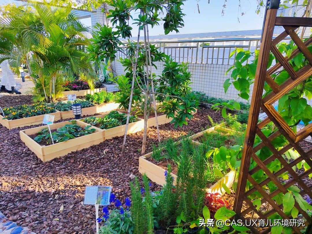 CAS儿童空间|生命花园:在校园屋顶打造感知自然的实验场