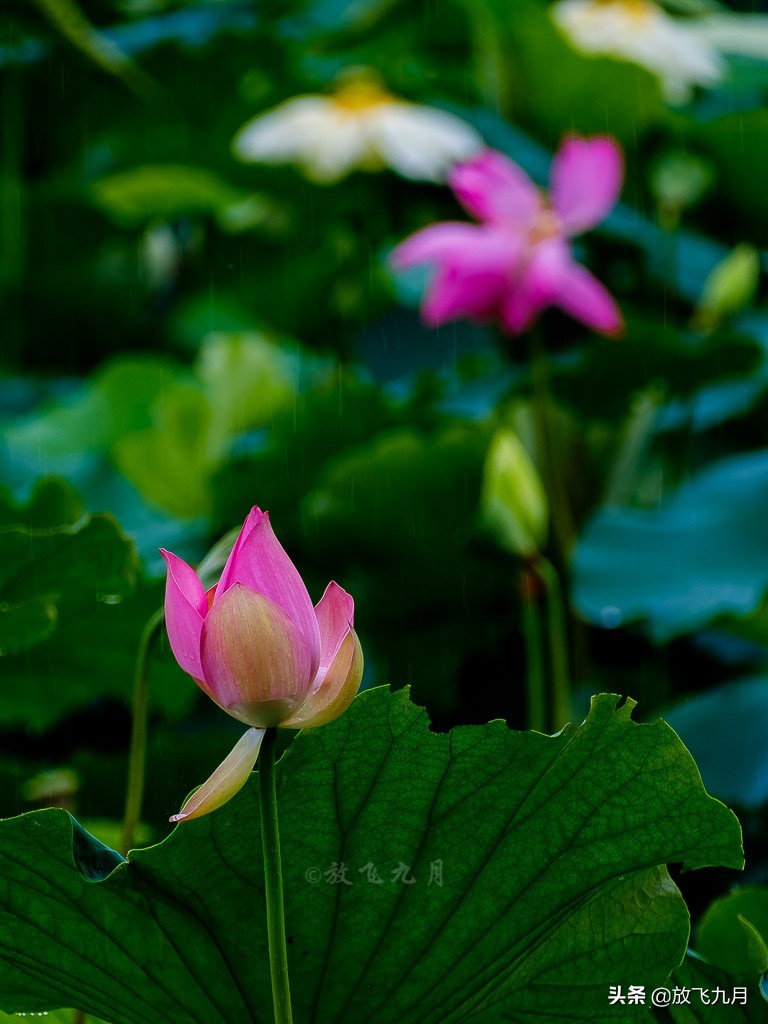 北京上庄雨中荷花，白鹭麻鸭水中捉鱼嬉戏，门票免费
