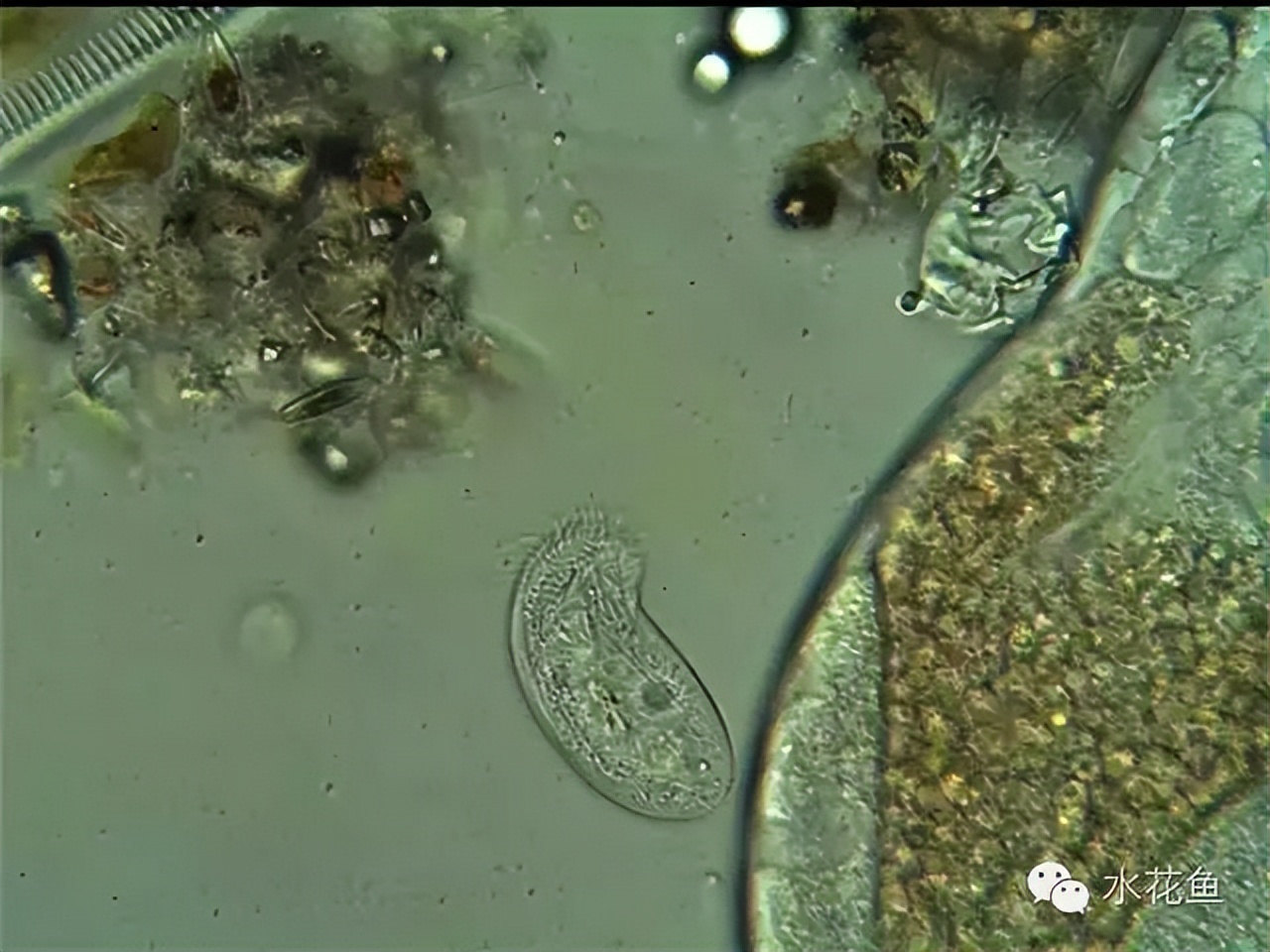 鱼常见的寄生虫以及症状,怎么区分鱼身上的钉虫和孢子虫