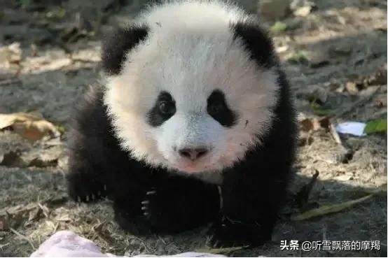 熊猫萌兰和花花在一个动物园吗,熊猫萌兰两岁就会偷奶爸的钥匙