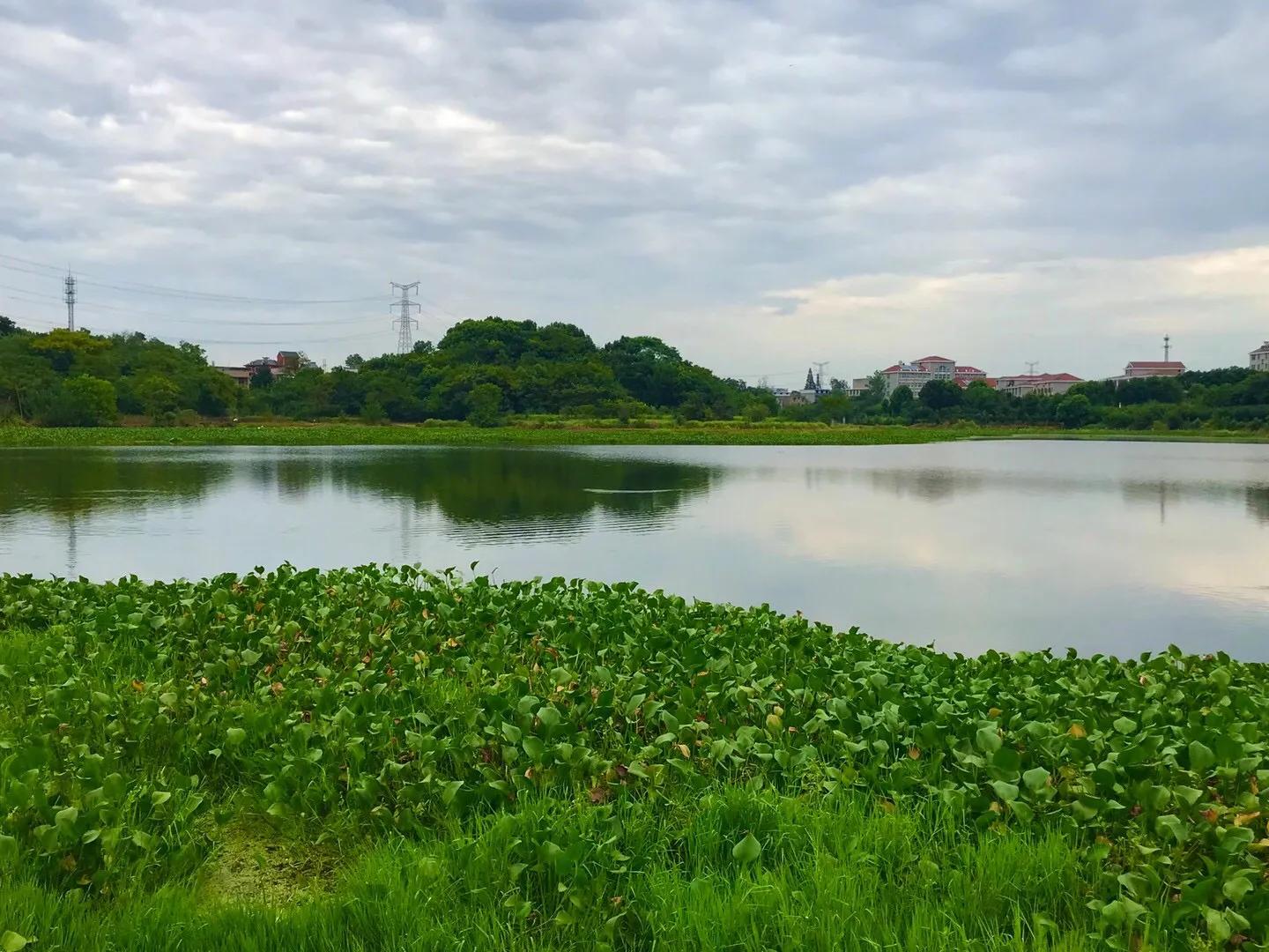梦里水乡花伞舞,梦里水乡花楼恋歌