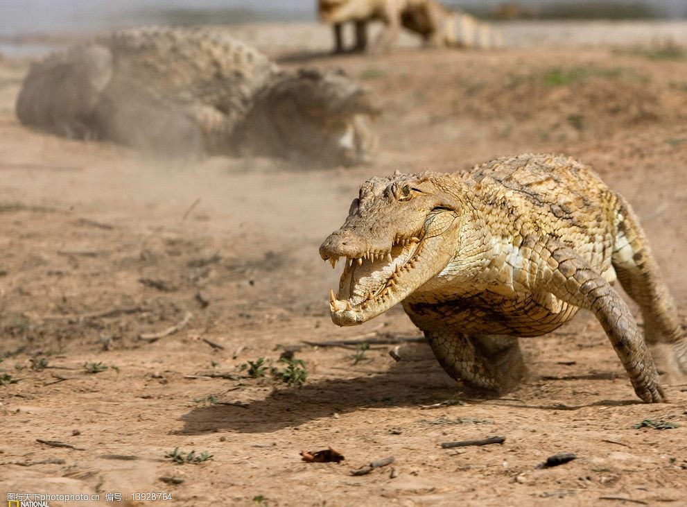 鳄鱼攻击人会攻击哪里,鳄鱼会不会主动袭击人