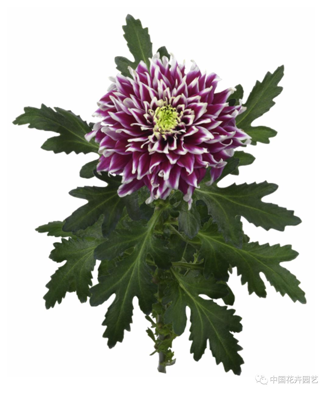 荷兰年度Glazen Tulp新奇植物奖15件产品名单公布 | 每周国际花讯