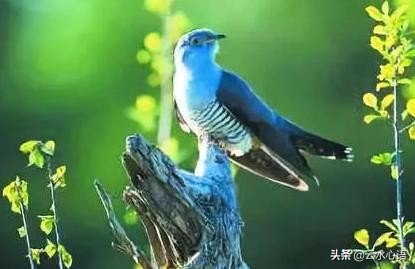 关于陆游的忧愁诗句,陆游最雄浑苍凉的一首诗