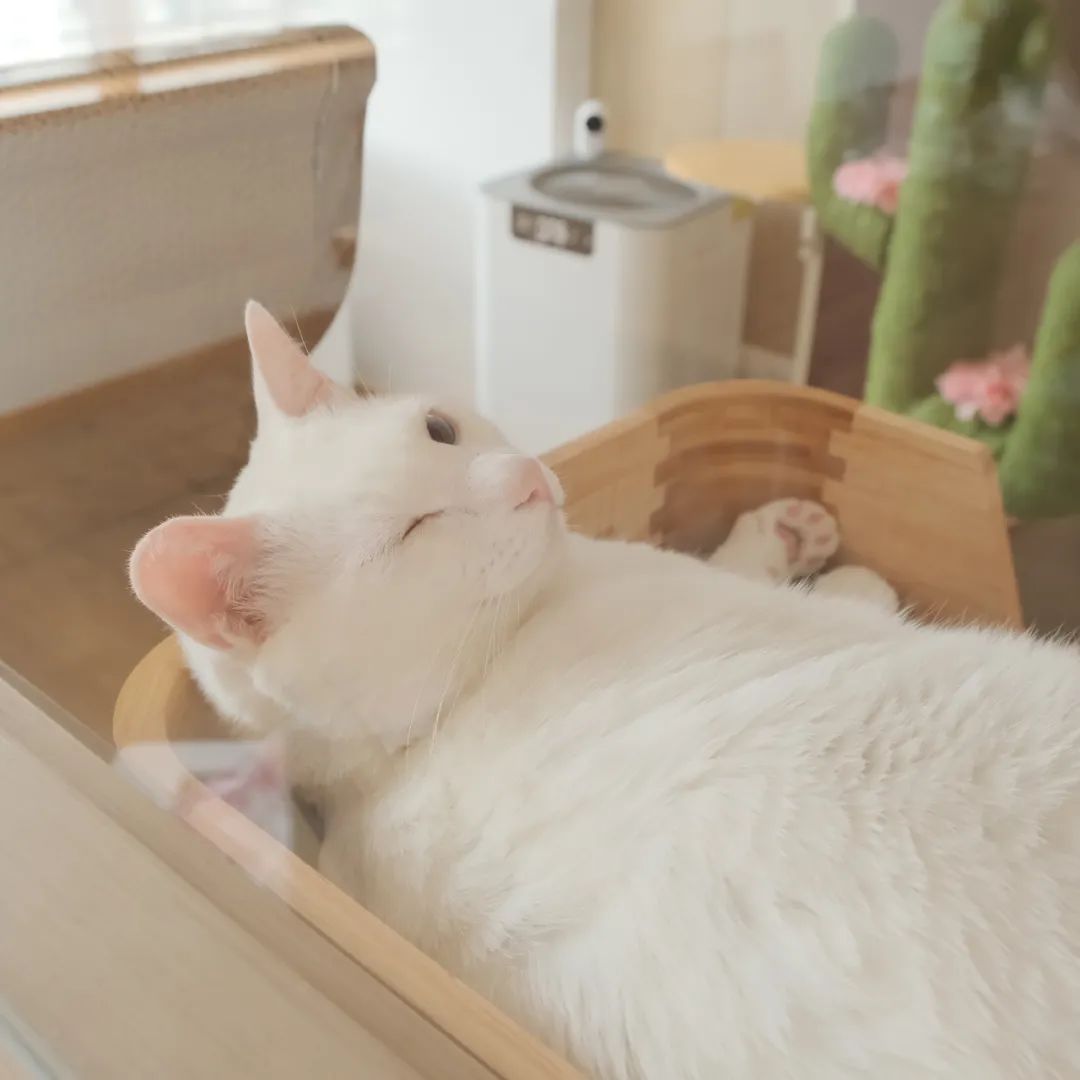 中华田园猫中的长毛猫,中华田园猫三花猫的成长