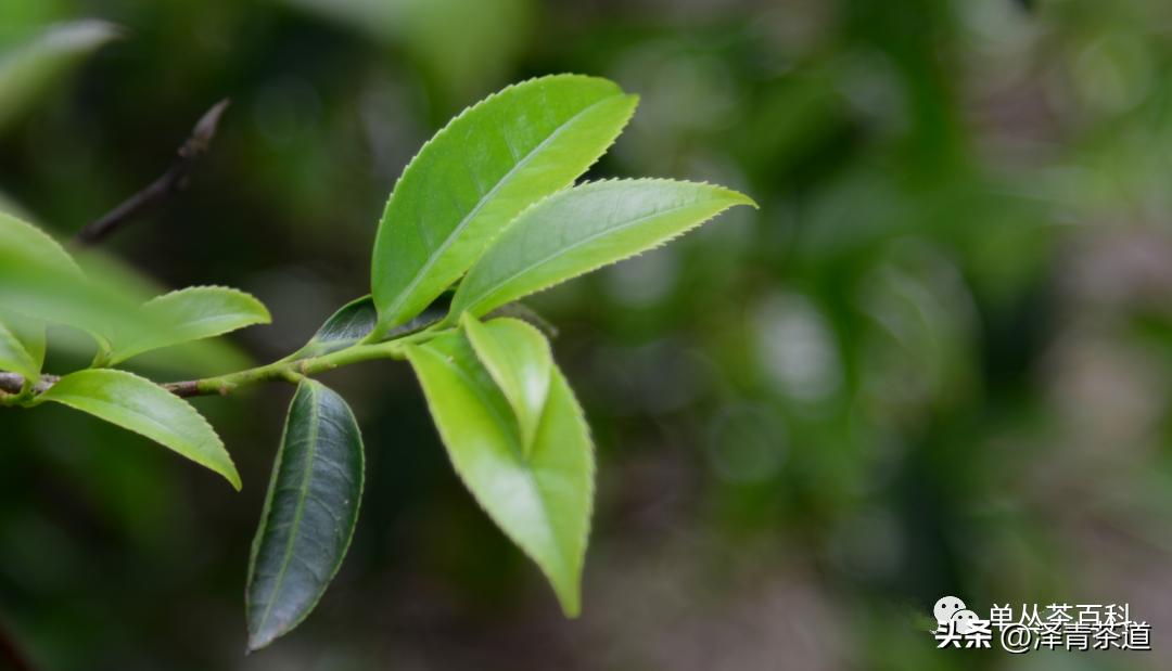 了解一下凤凰单丛,了解凤凰单丛