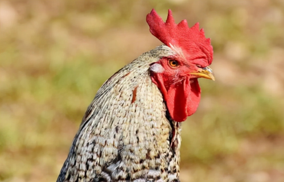 老鹰被鸡咬死,一只老鹰被鸡啄