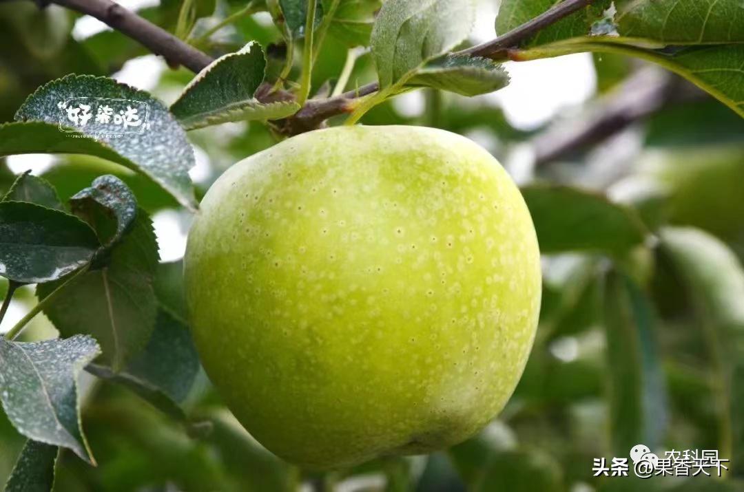 众成三号苹果新品种,最新最全苹果新品种