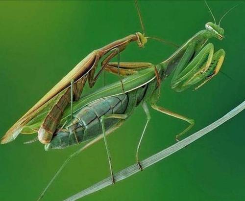 昆虫奇葩交配繁衍，结成爱心的蜻蜓，终身产卵的苍蝇，蝉爱过就死