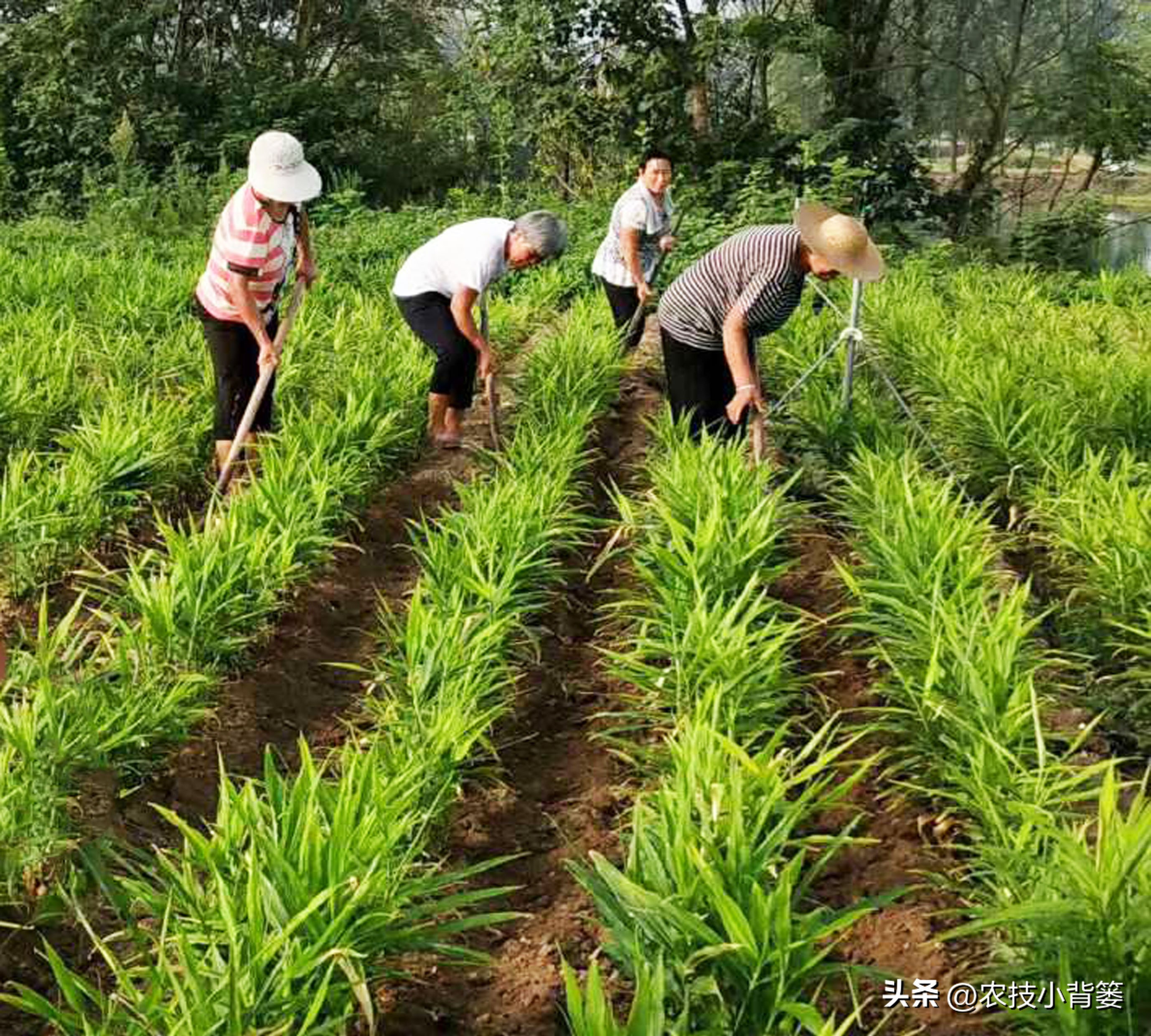 生姜高培土,生姜培土每次培多深