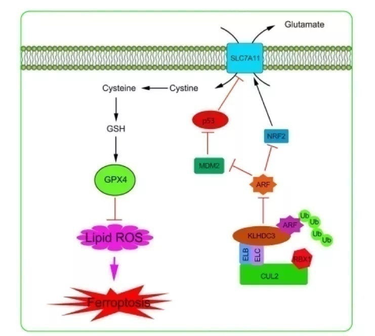 复旦大学最尖端的科研成果,复旦团队发表研究成果