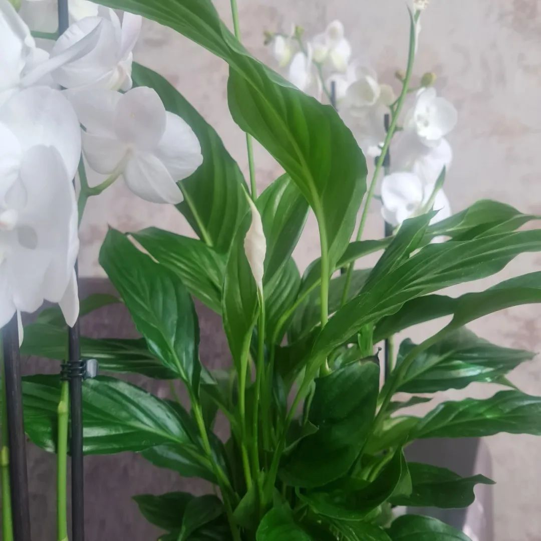 好养活且好看的室内绿植,好养的高颜值室内绿植有哪些