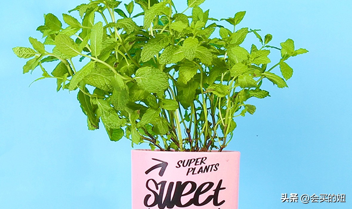 好看的绿植店铺推荐,招财又好养的店铺绿植