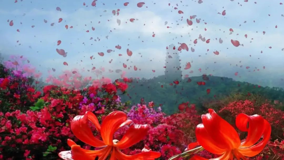 丹凤朝阳山丹丹花开,又见山丹丹花开