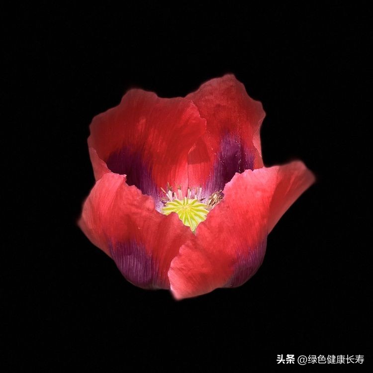 世界花园风景,世界花园