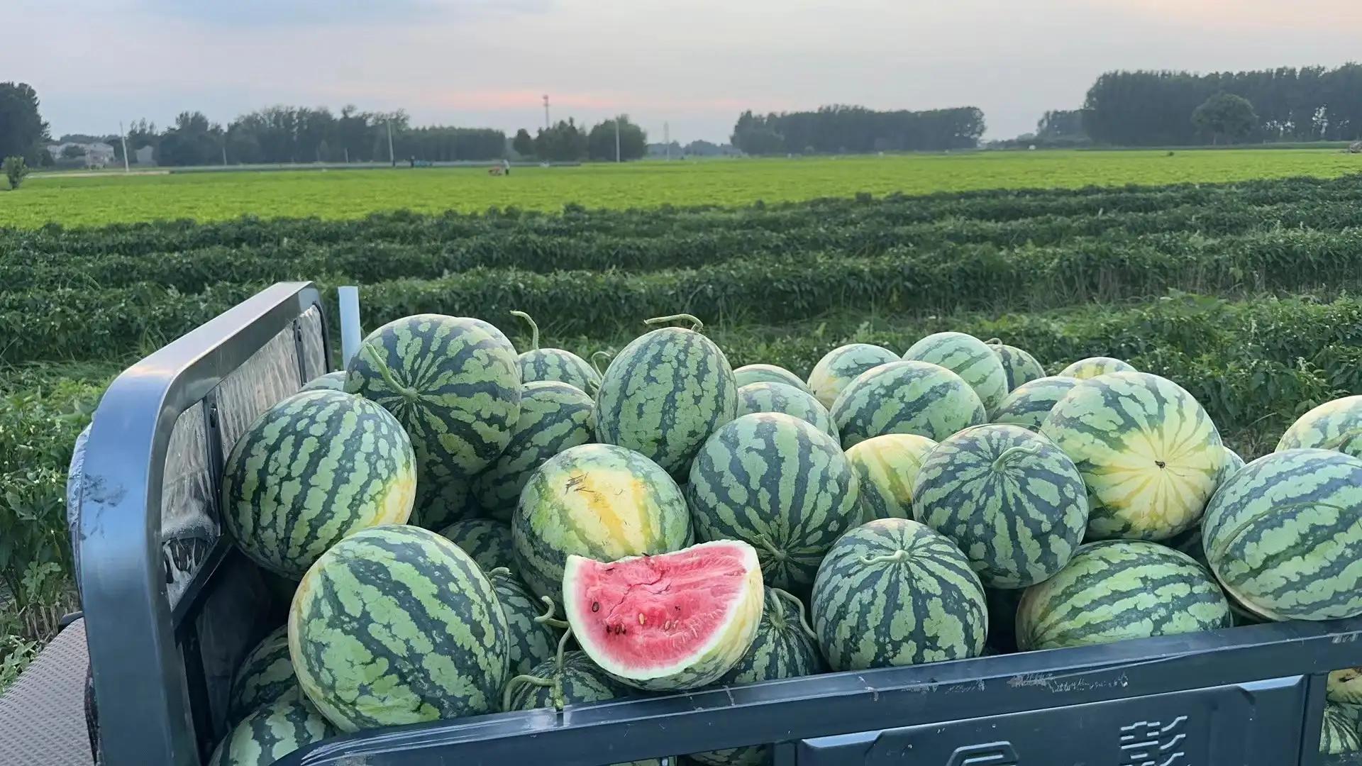 田园风光,田园风光诗词100首