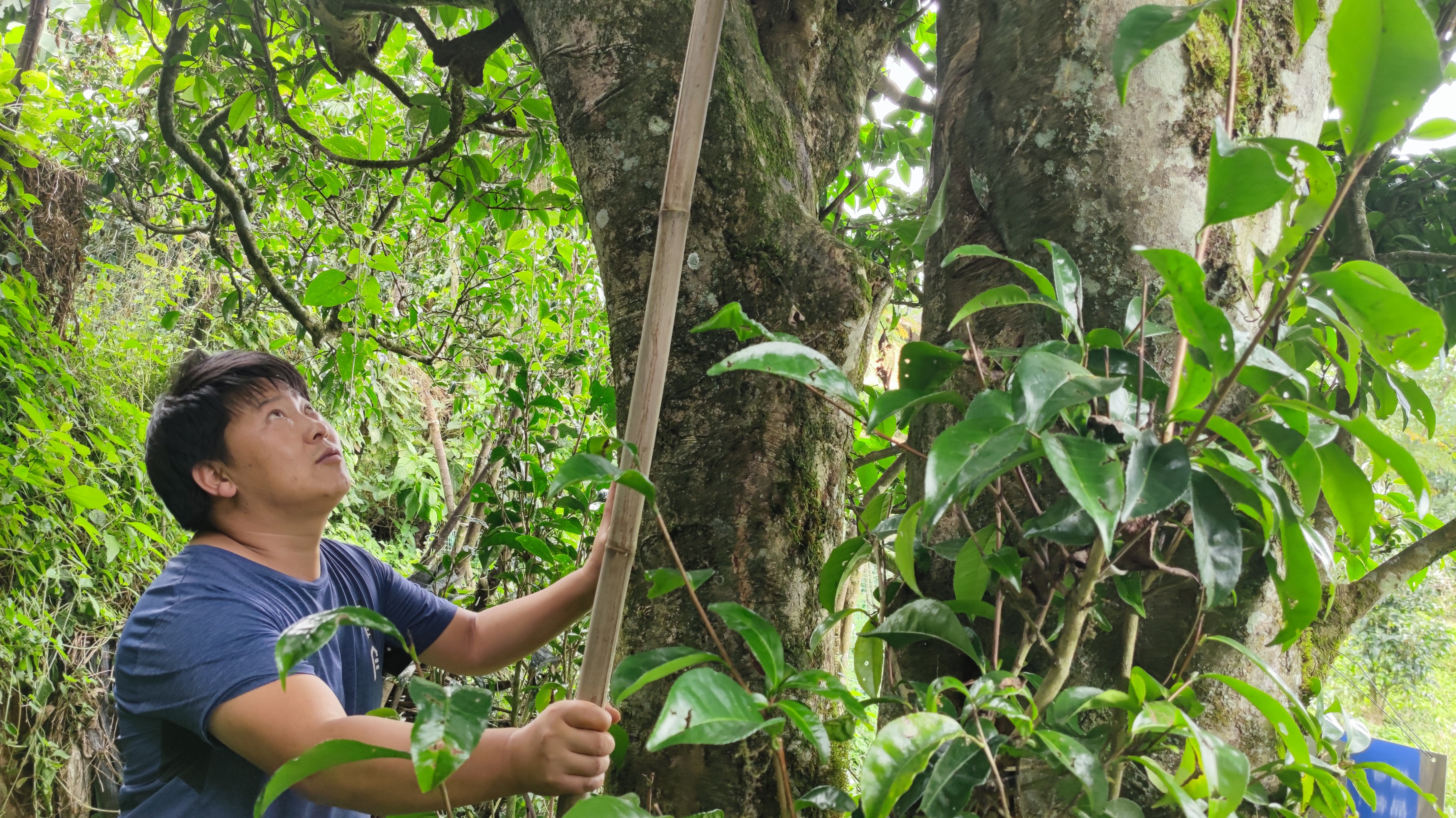 关于普洱茶的6大你知道几个,关于普洱茶你了解多少种