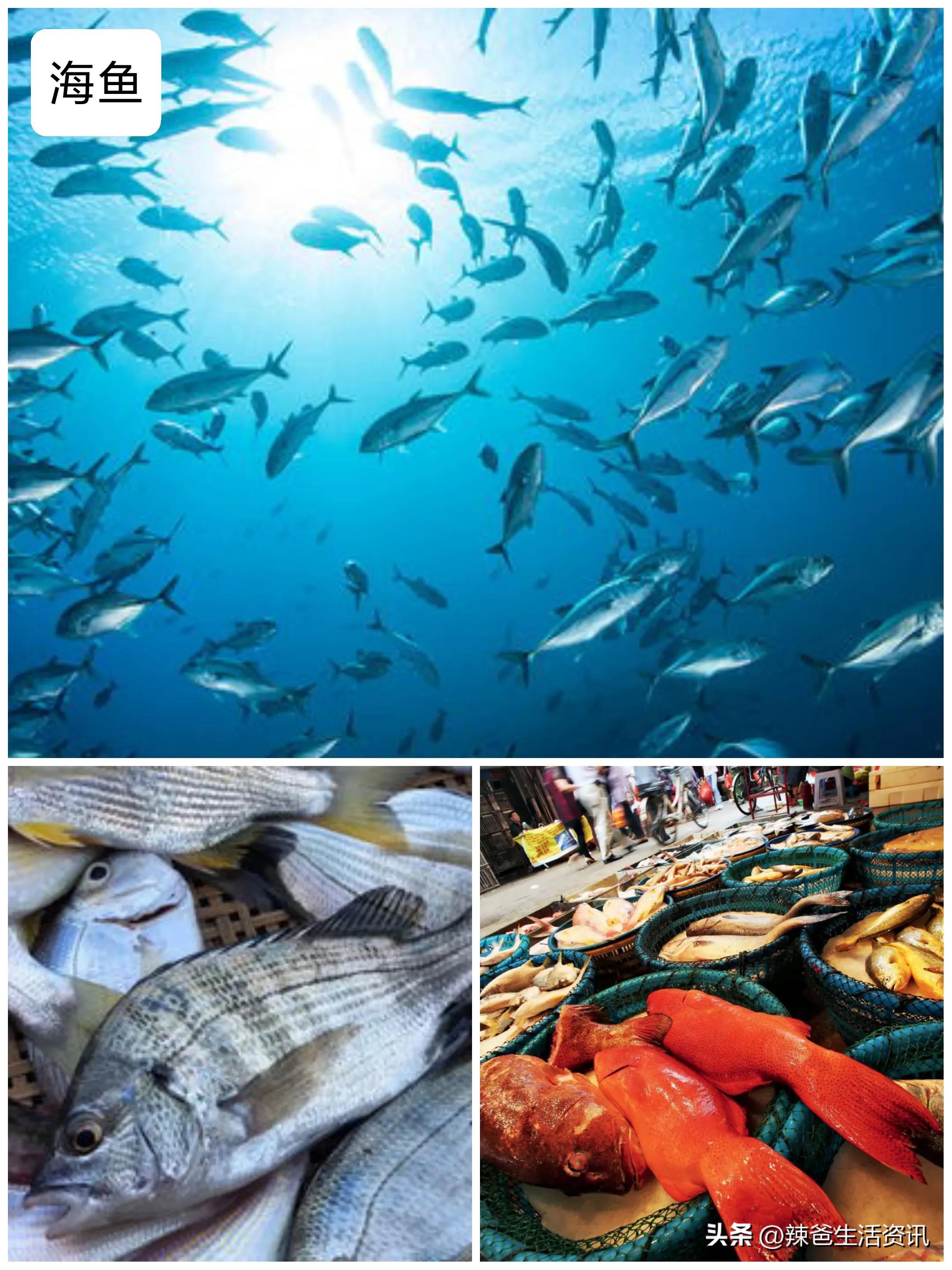 海鱼的高端做法,海鱼的20种做法大全