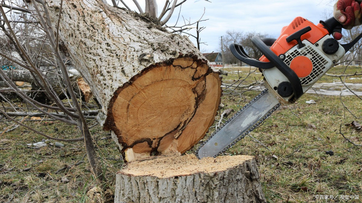 父母错卖朋友的树，被讹了，还差点违法