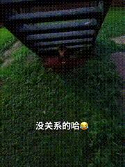 渣猫被小母猫找上门,渣猫出门被老婆抓