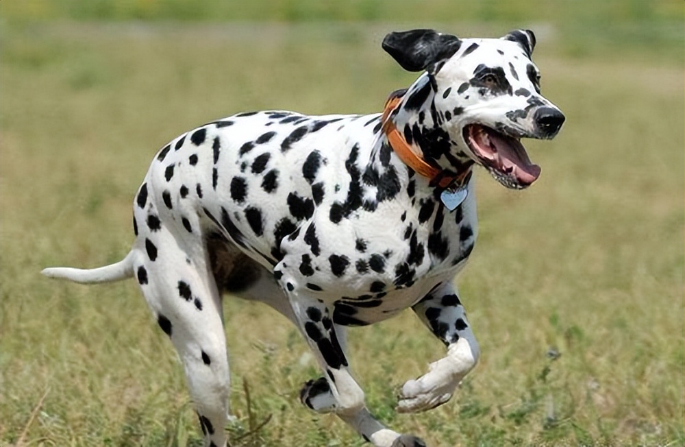 斑点狗这么可爱为什么很少人养,斑点狗为什么是禁养犬