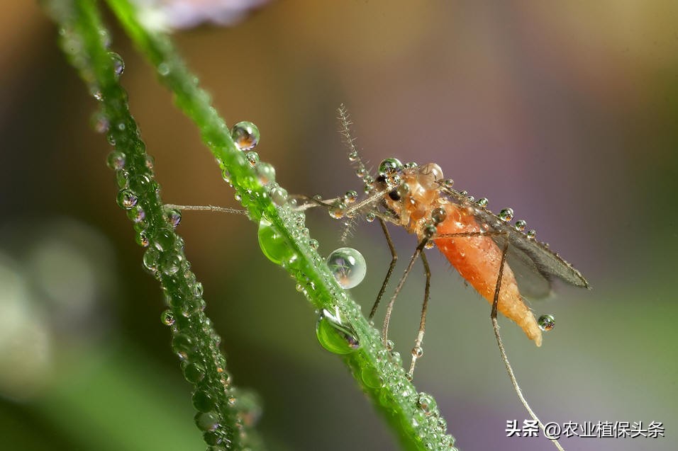 昆虫的习性与行为与害虫防治,害虫防治与昆虫分类