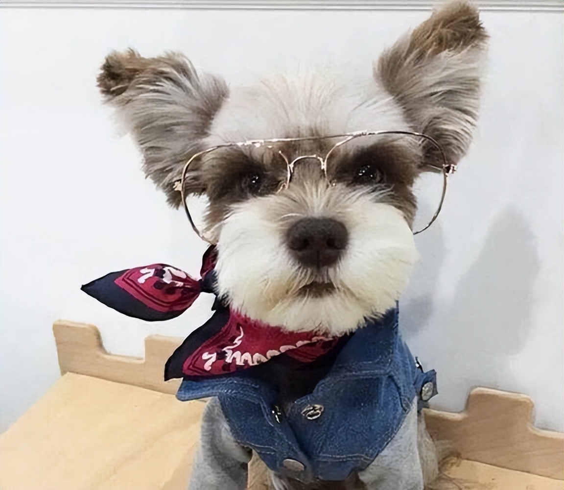 雪纳瑞总是被别的狗凶,雪纳瑞都需要注意些什么