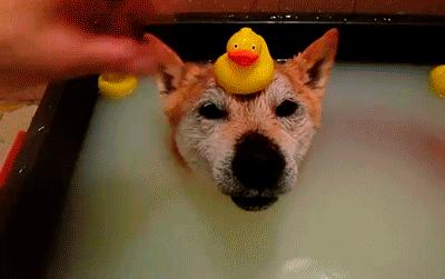 狗狗新手攻略笔记,狗狗饲养指南txt