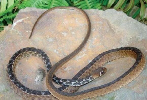 蛇类大全图鉴,蛇类大全