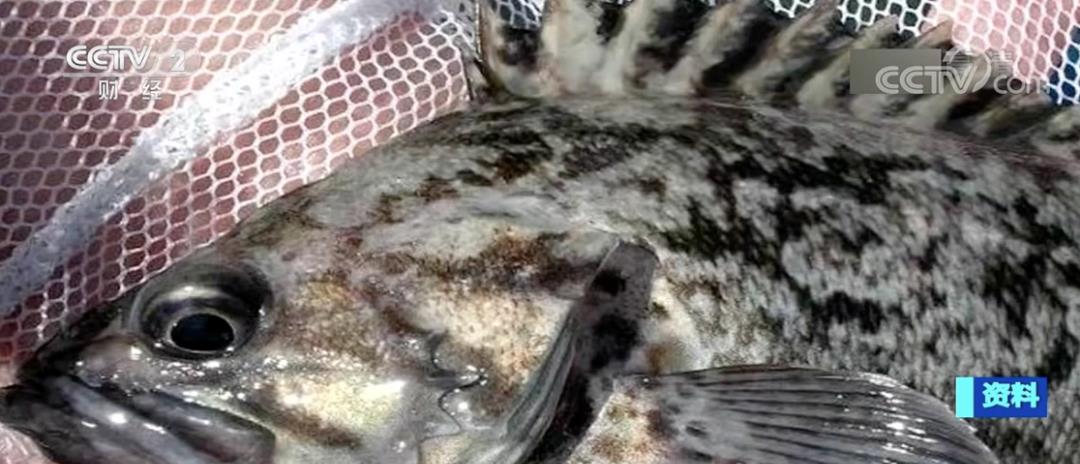 日本河水一夜突变荧光绿！政府警告：千万不能碰，是*污染核**反噬？